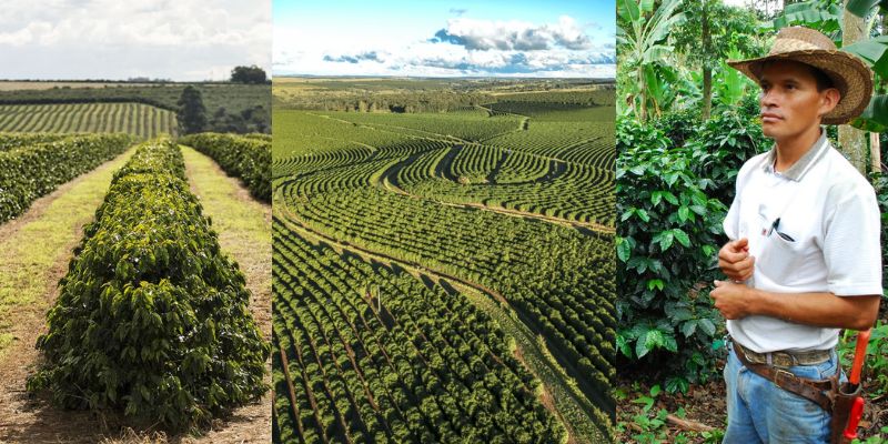 Tecnologia beneficia a colheita de café plantado em montanhas