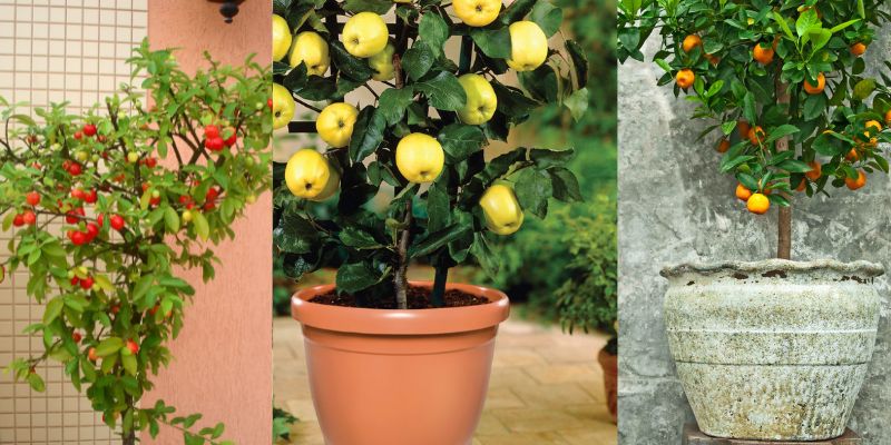 Tipos de árvores frutíferas no vaso