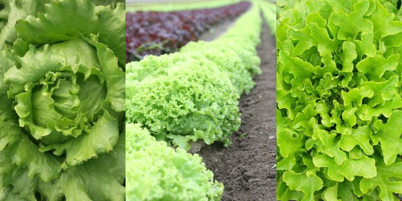 Tipos diferentes de alfaces