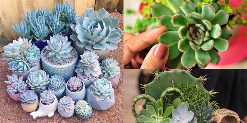 como produzir suculentas em grande quantidade para vender