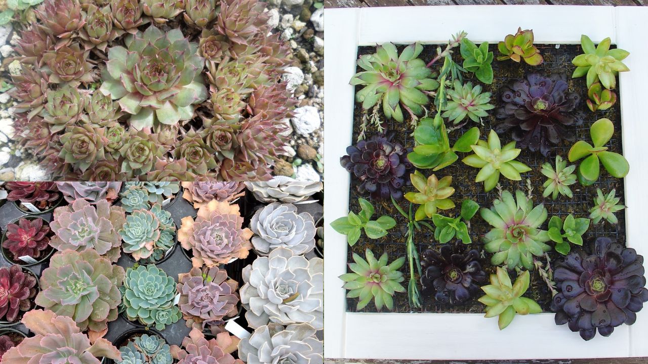 5 dicas para cuidar de plantas suculentas