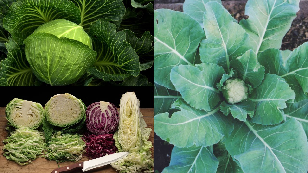 Benefícios da Couve