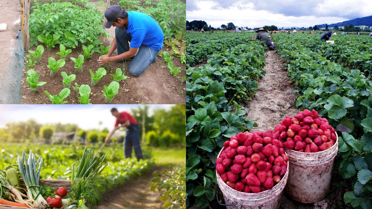 Benefícios da agricultura orgânica para o meio ambiente