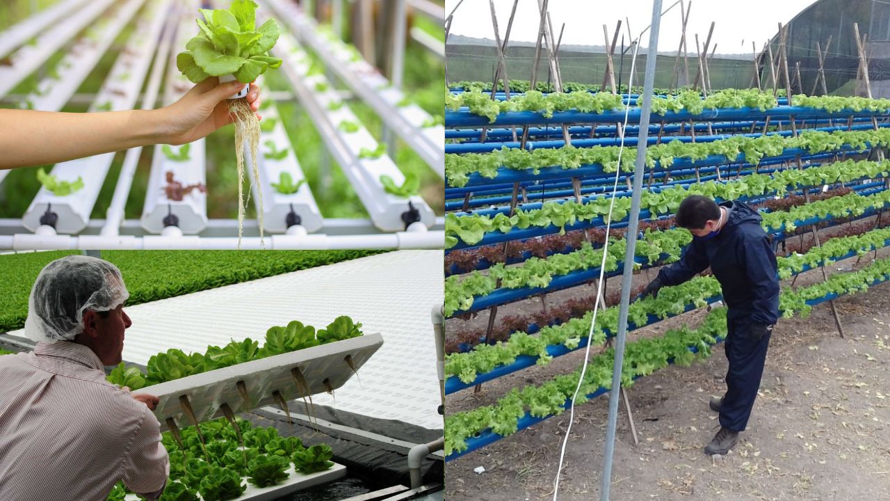 Benefícios do cultivo hidropônico