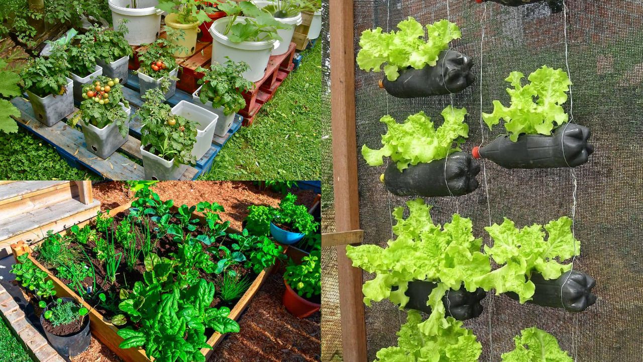 Como Planejar e Montar uma Horta Orgânica em Casa