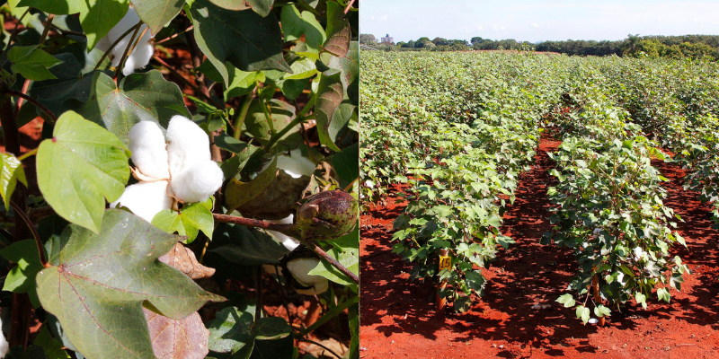 Como armazenar algodão