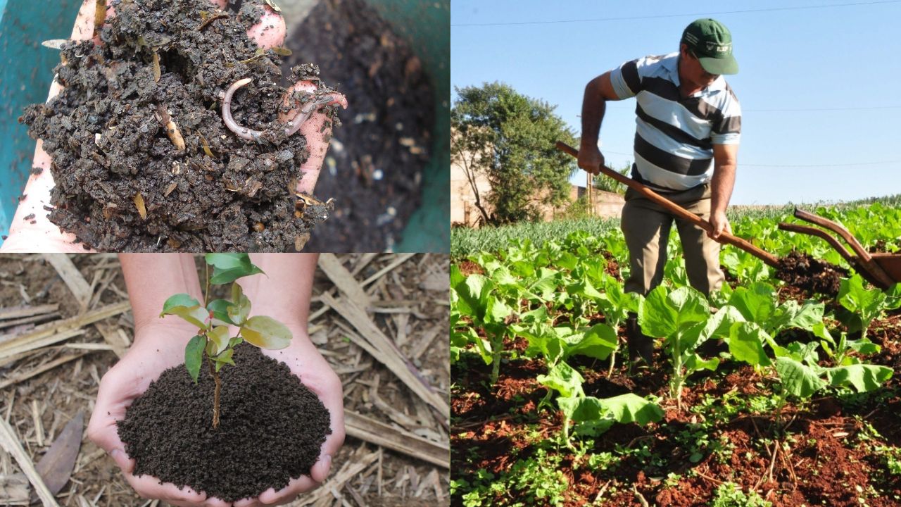 Como escolher o melhor adubo orgânico