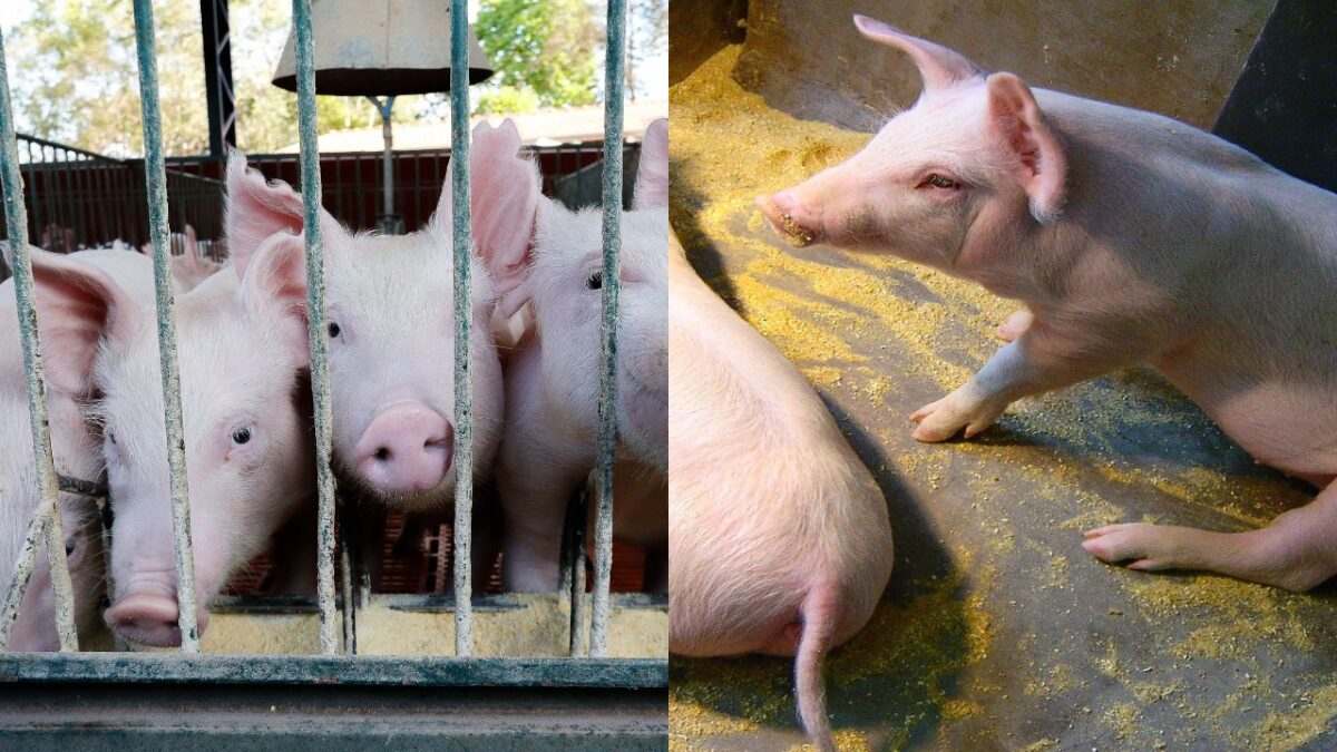 Como ganhar dinheiro com criação de porcos