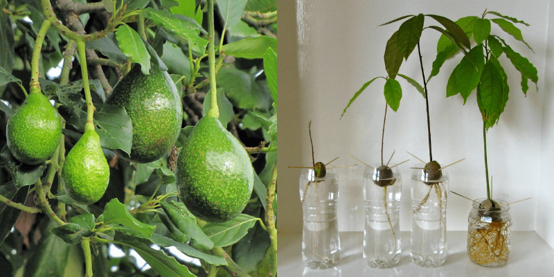 Como plantar abacate