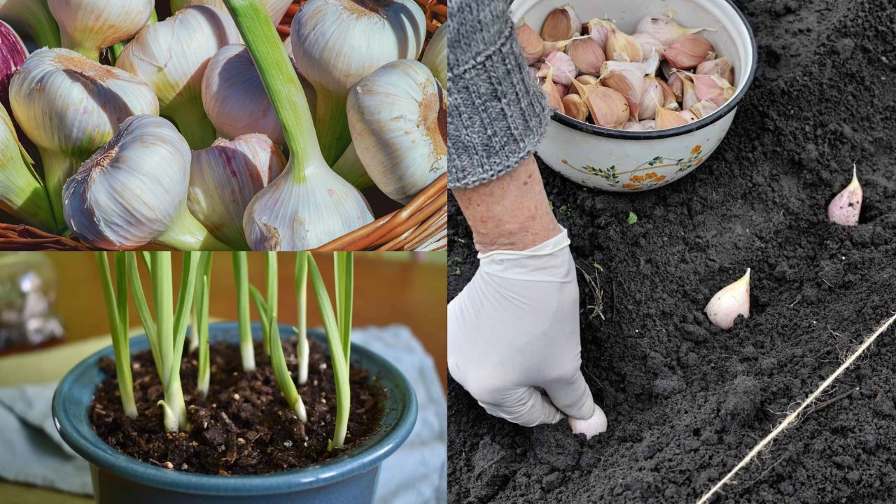 Como plantar alho