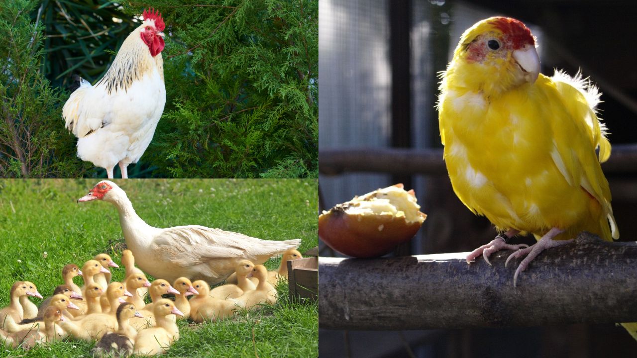Criação de Aves em Pequenas Propriedades