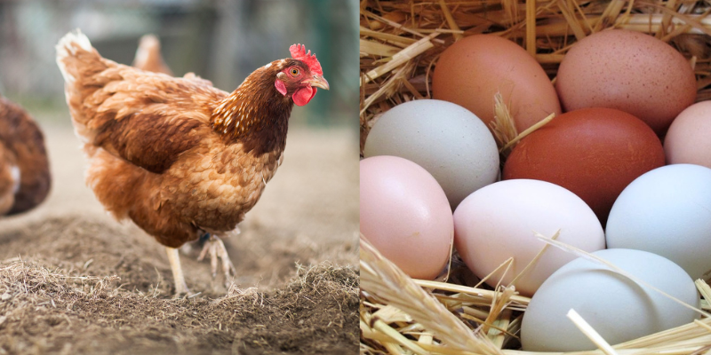 Criação de galinhas no Brasil