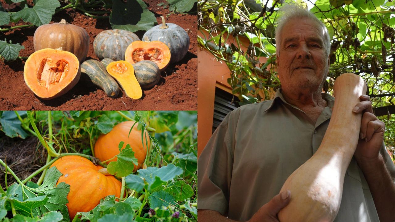 Cultivo de Abóbora