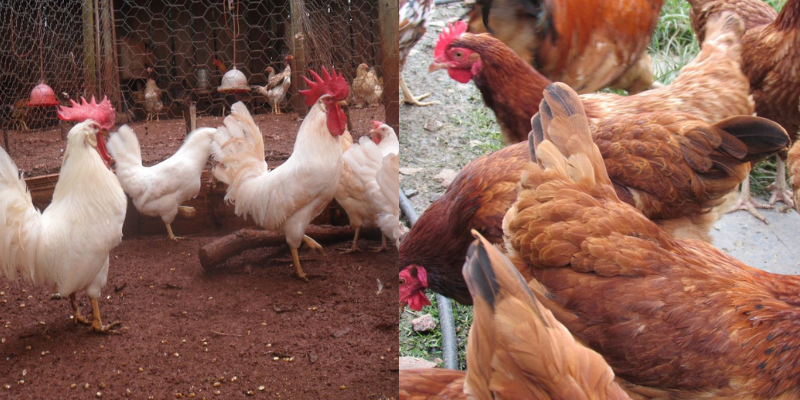 Curiosidades sobre as galinhas