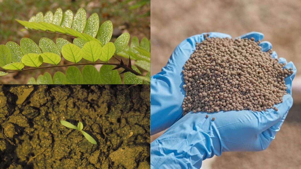 Eficácia do fósforo em plantas