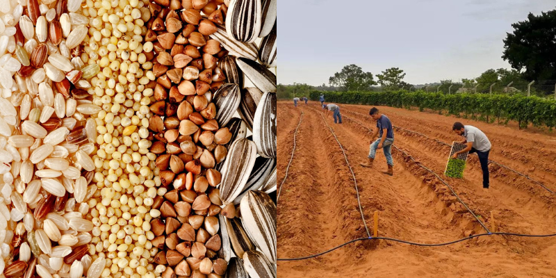 Influência da qualidade da semente como insumo agrícola