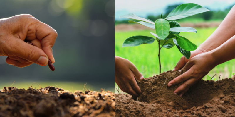 Principais testes para avaliar a qualidade dos lotes de sementes