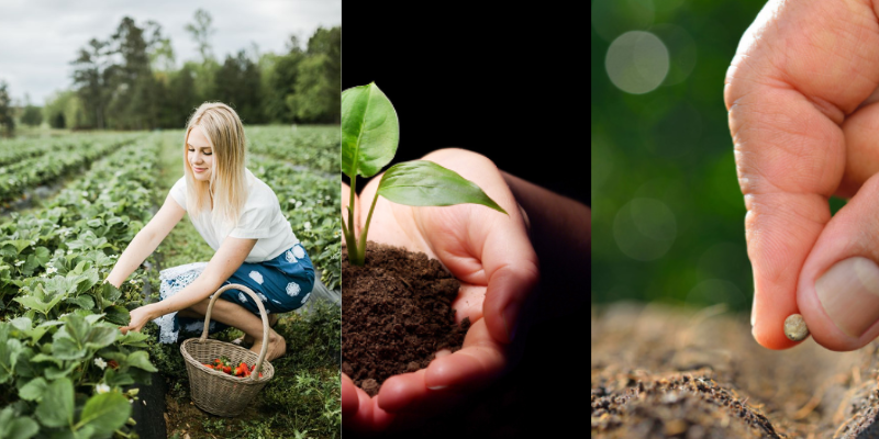 Fatores que reduzem a qualidade das sementes!