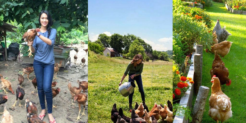 Características das galinhas poedeiras e como identificar