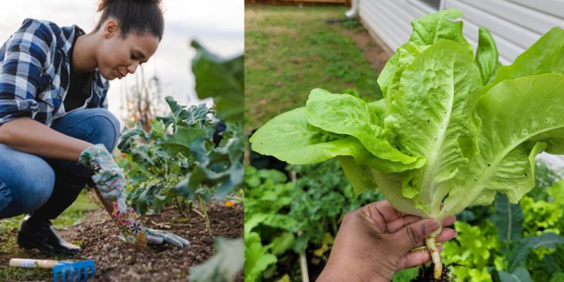 Alfaces diferentes: Diferentes Variedades para Enriquecer sua Salada