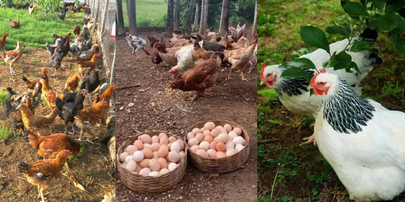 Como ganhar dinheiro com criação de galinhas com planejamento