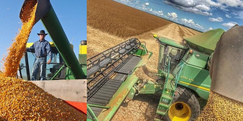 O que é a classificação de grãos e por que é tão importante?