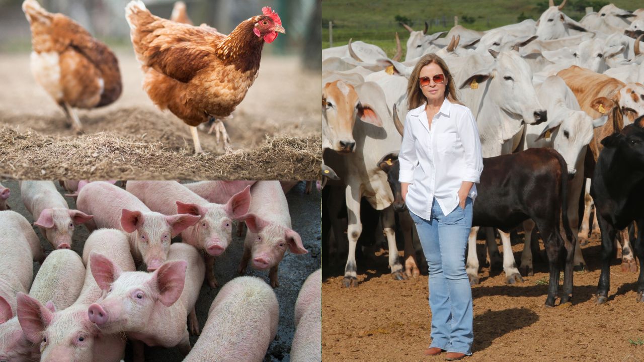 Melhores animais para criar nas fazendas