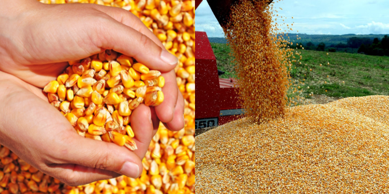 Principal sobre a classificação de grãos