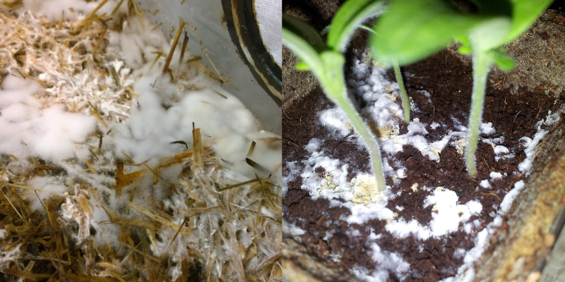 O que é mofo branco