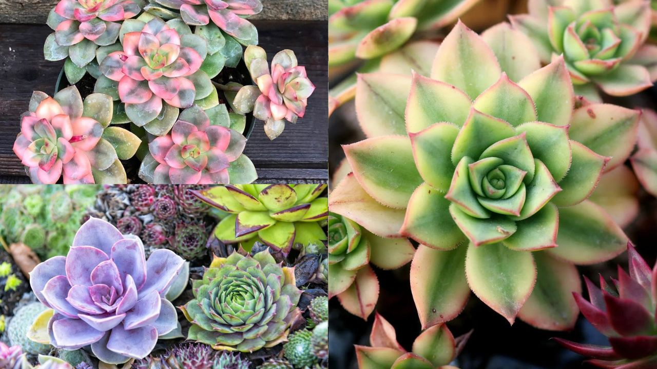 Suculentas com Flores