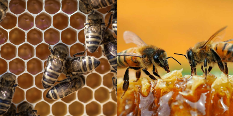 Tudo sobre a geleia real