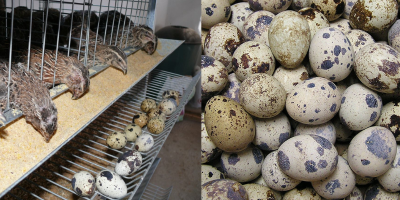 Tudo sobre as codornas