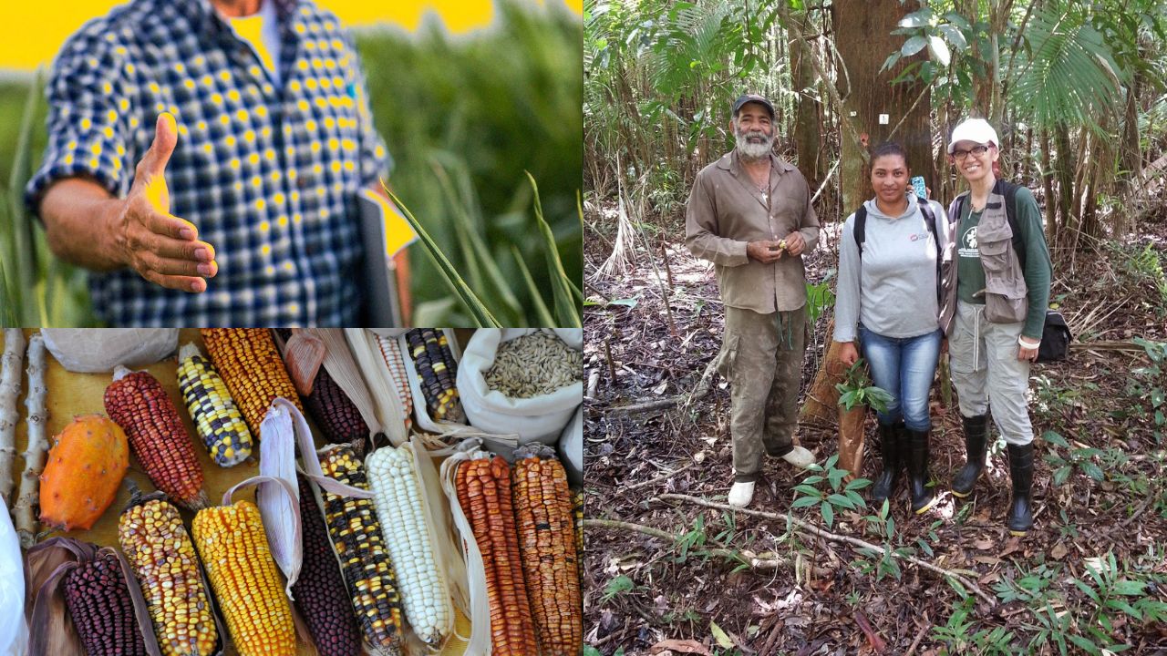 Agricultura e Diversidade Genética