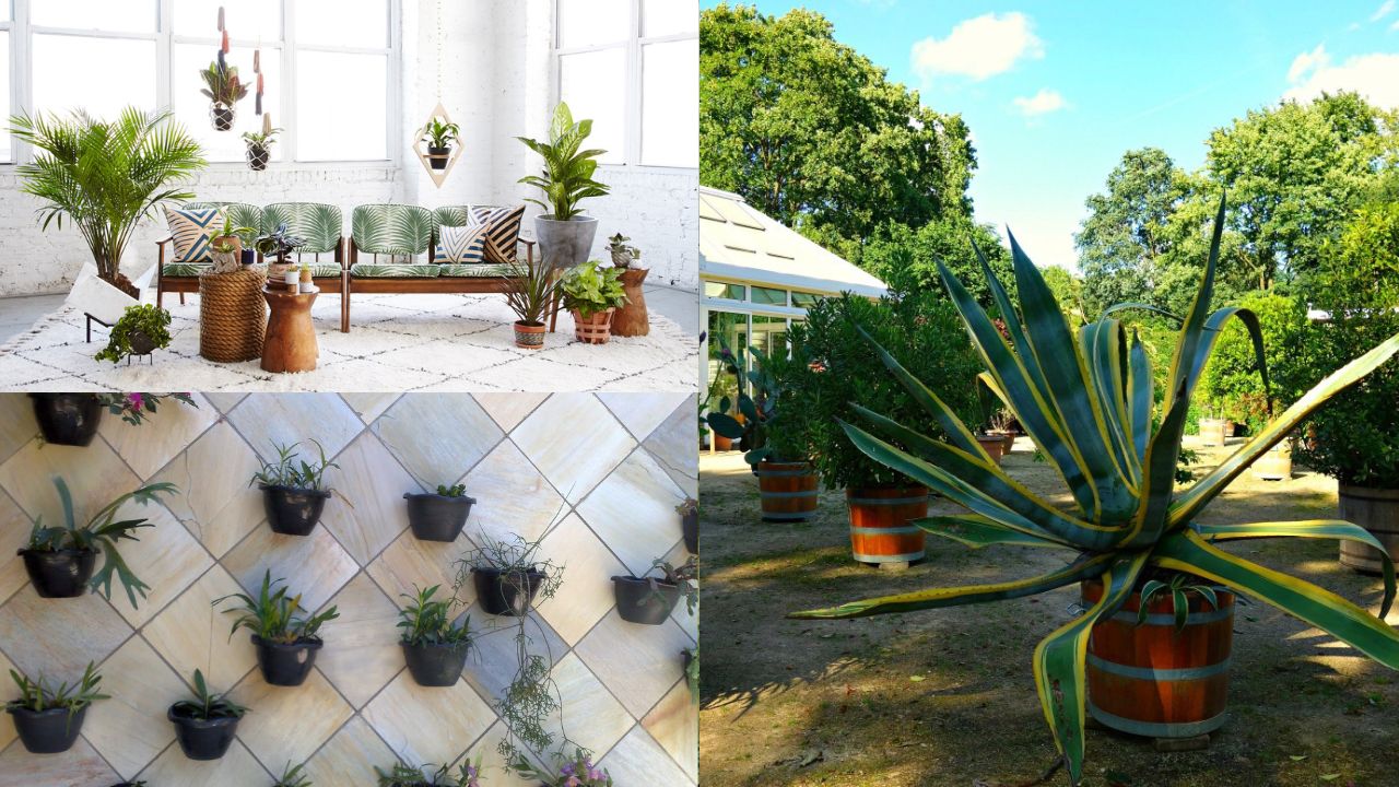 Benefícios de ter plantas em casa