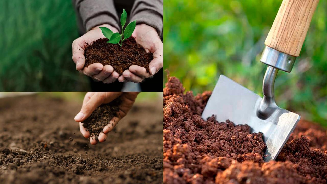 Classe orgânica do solo