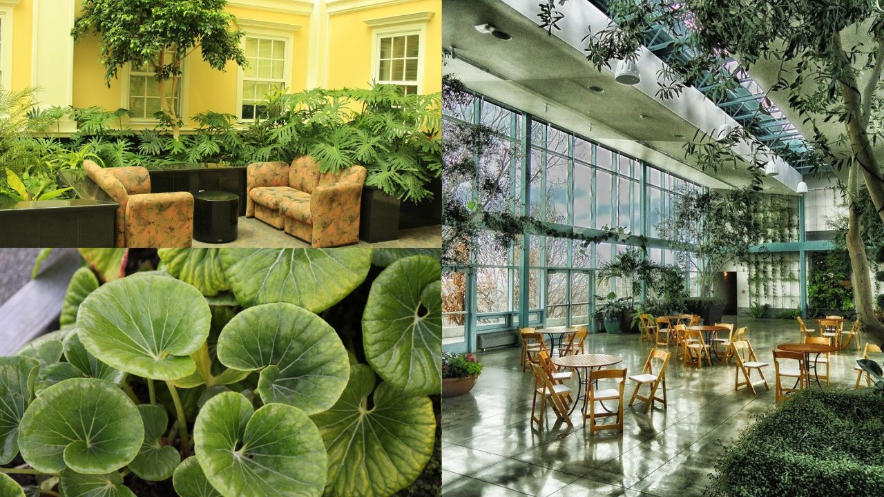 Como escolher o melhor tipo de planta para o seu ambiente