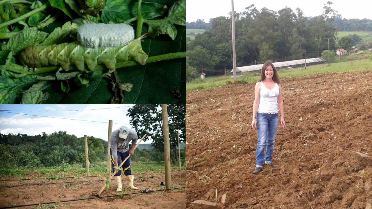 Controle de pragas na agricultura