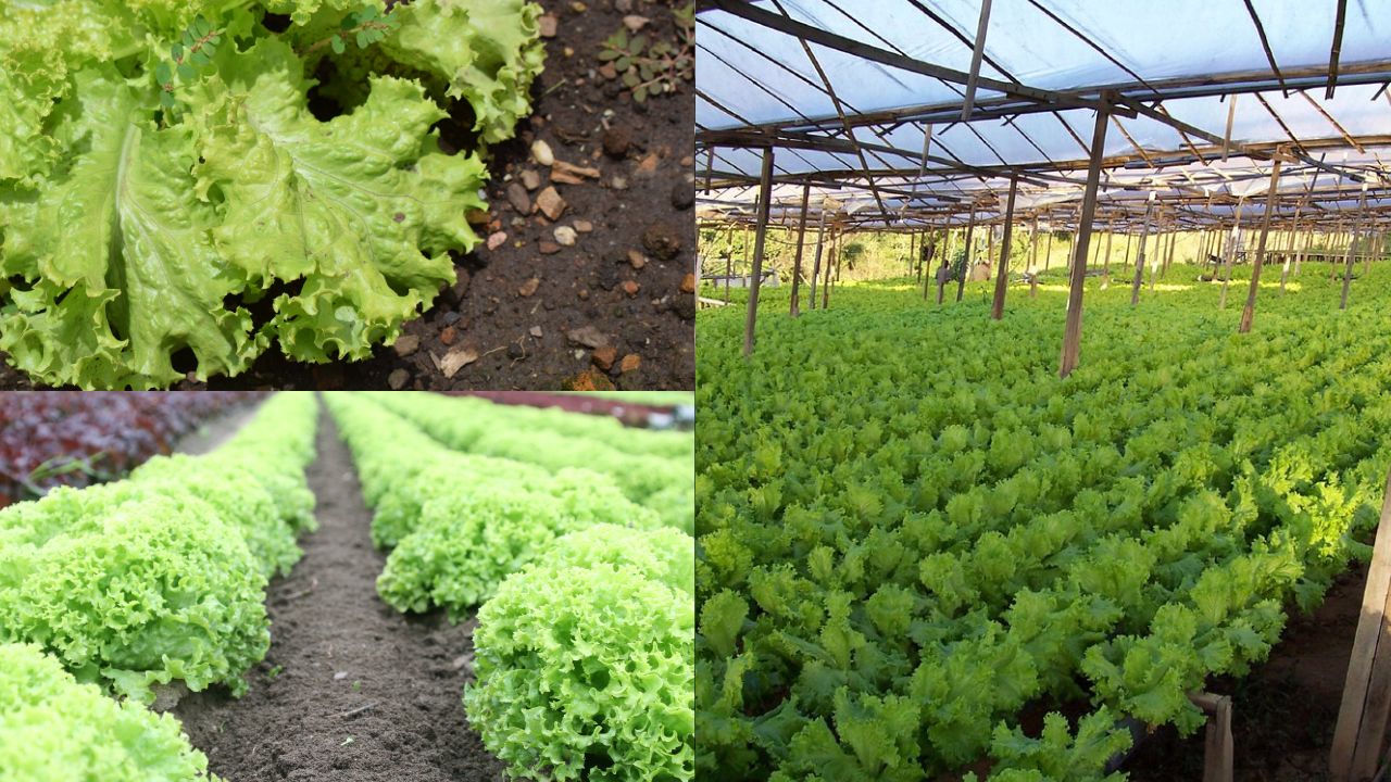 Cultivando uma horta de alface em casa