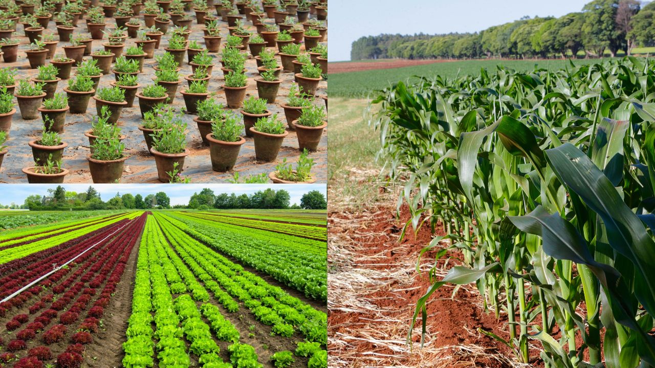 Estilos de plantação