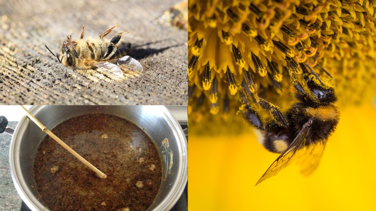 Importância das Abelhas na Produção de Alimentos