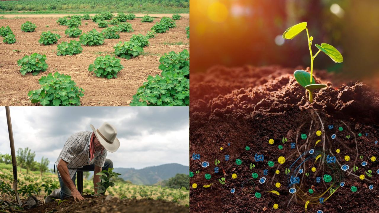 Importância do solo na agricultura sustentável