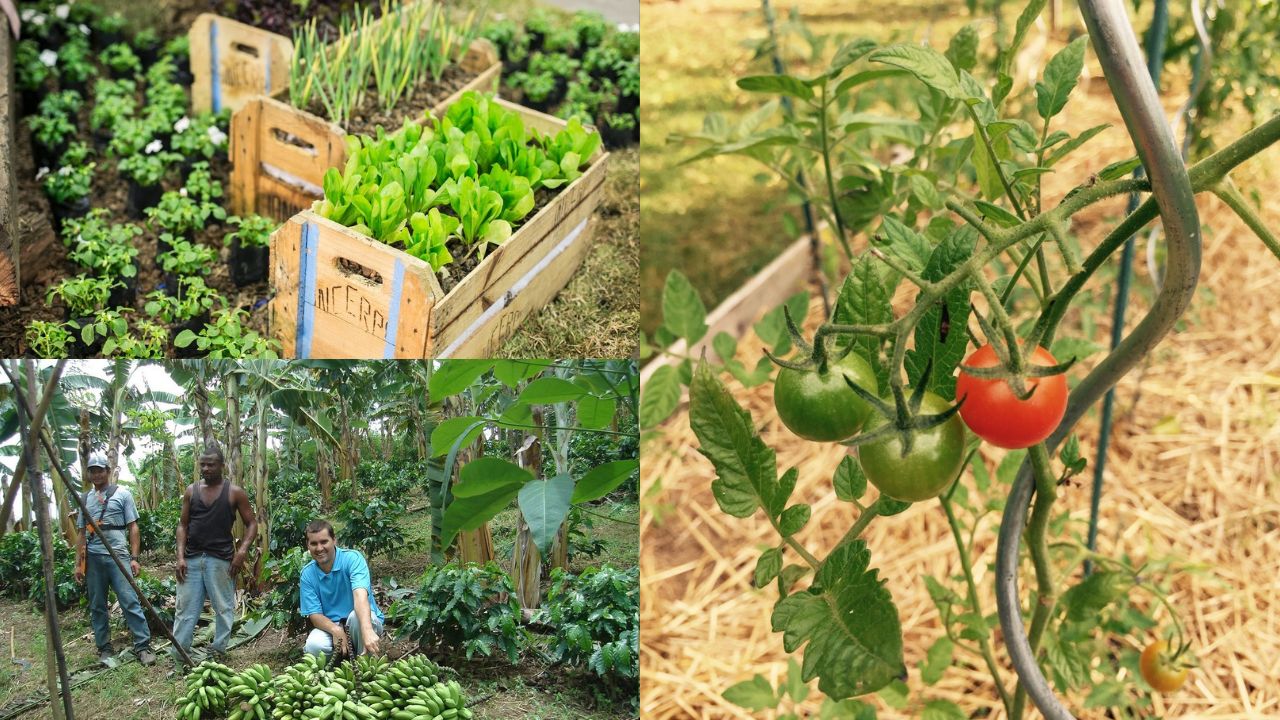 Técnicas de plantio e colheita