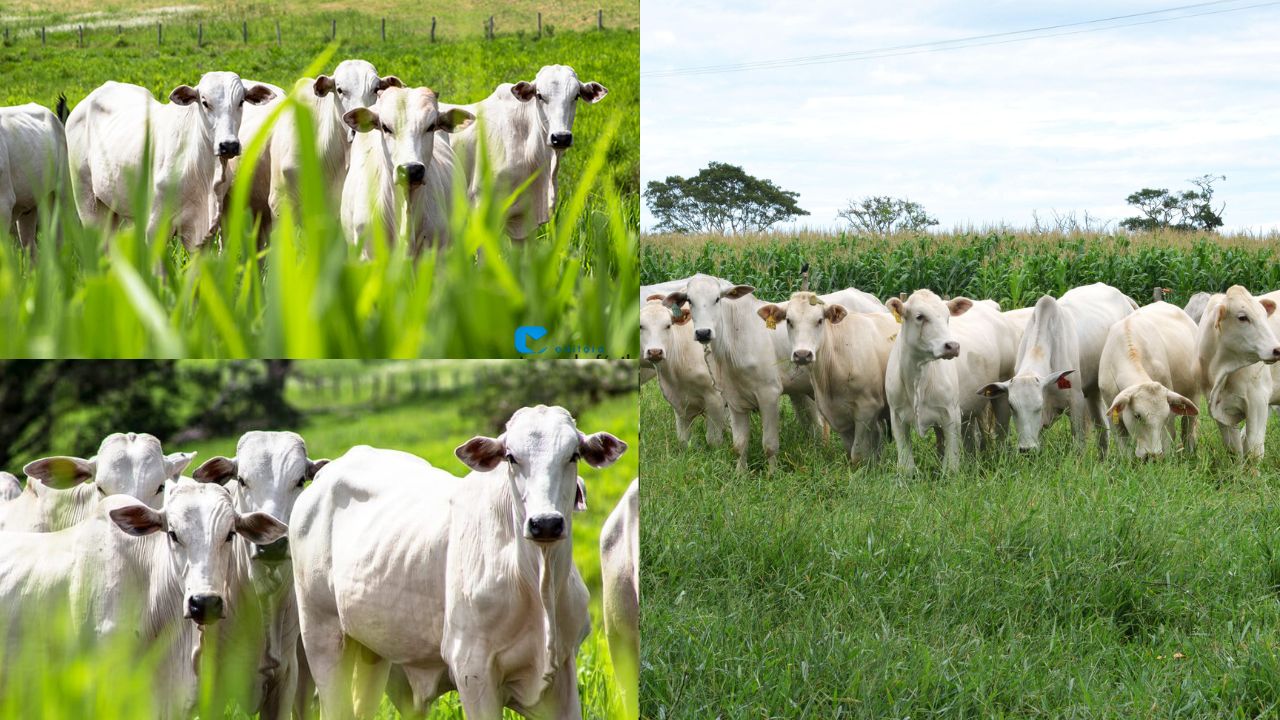 Tudo sobre a criação de gado