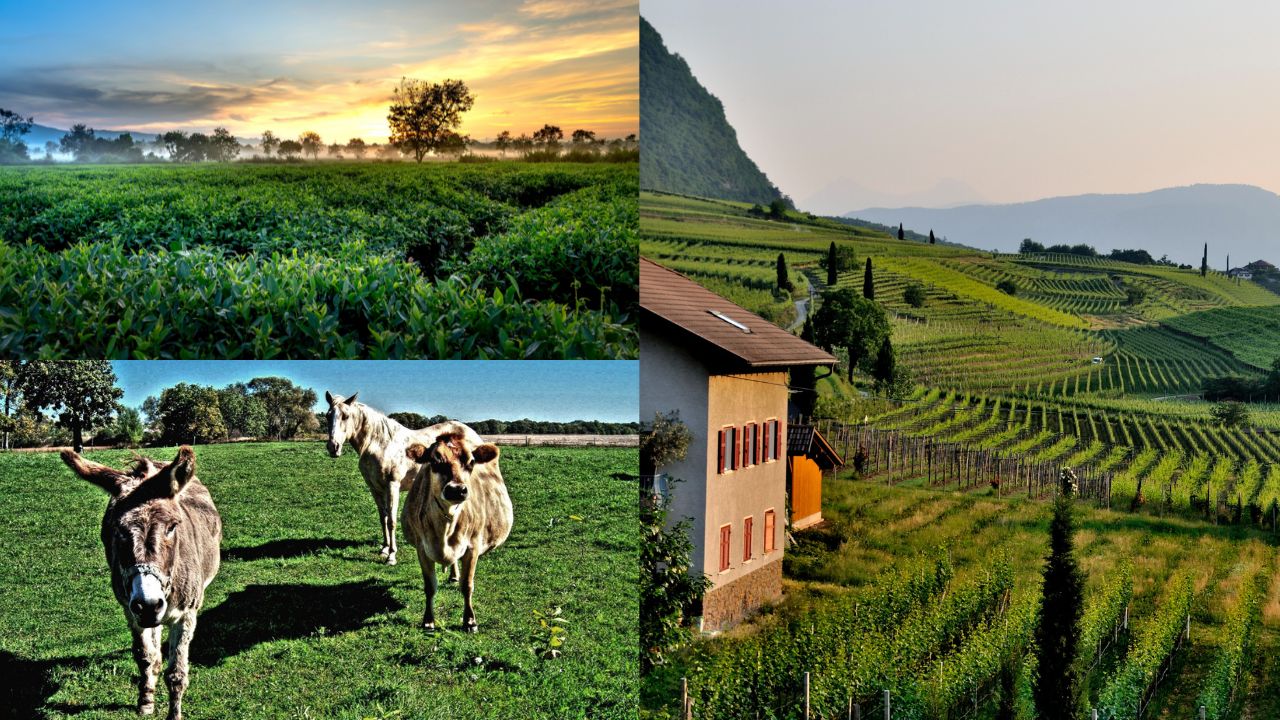 Administração de fazendas para iniciantes