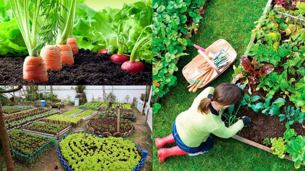 Como criar uma hortinha em casa