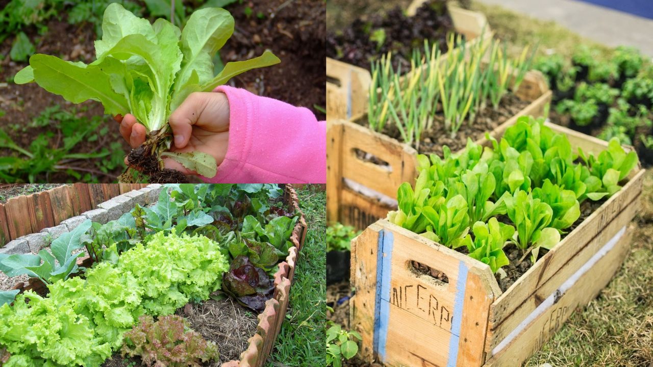 Como organizar uma horta doméstica