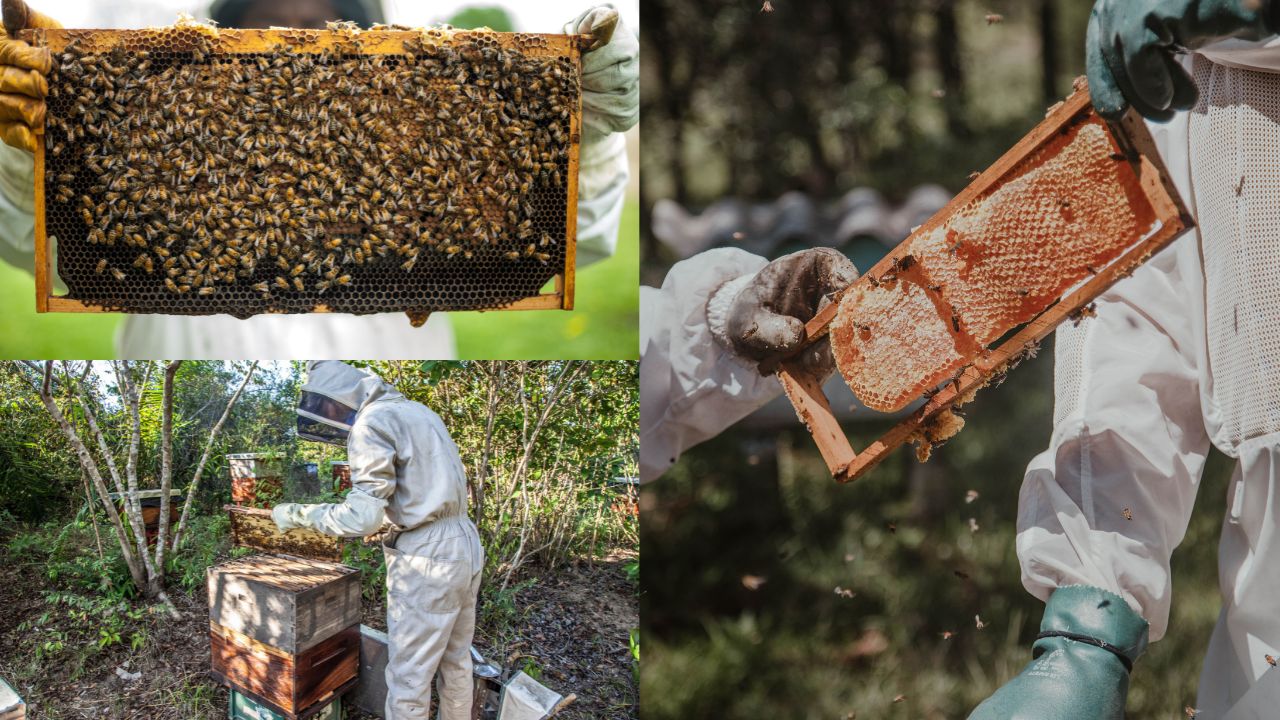 Importância da Apicultura