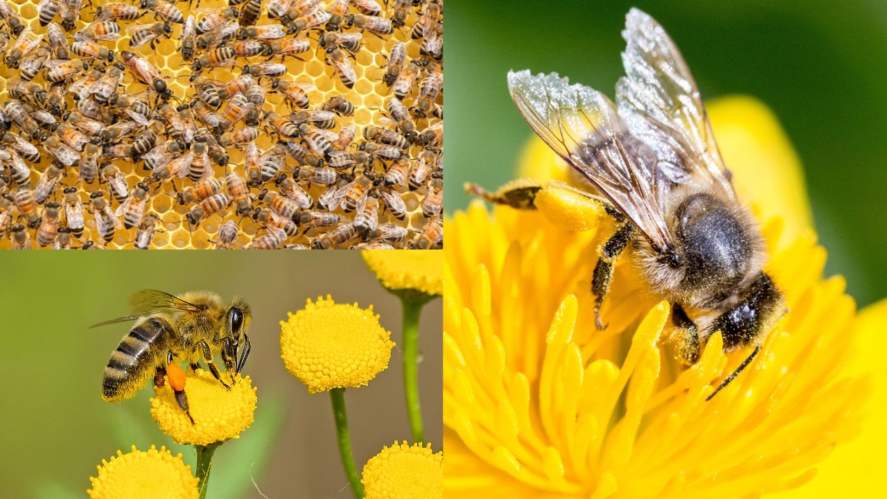 Importância das Abelhas