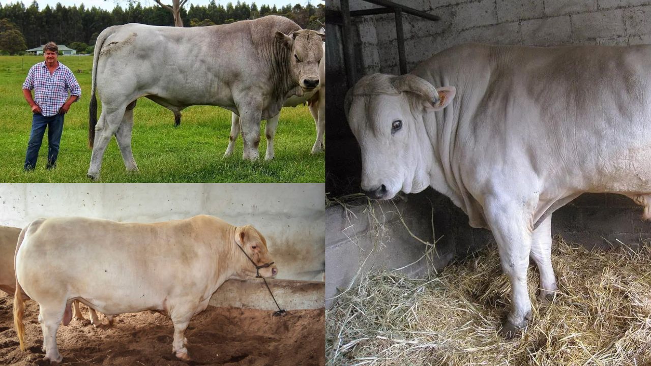 Bovino de Corte de Chianina