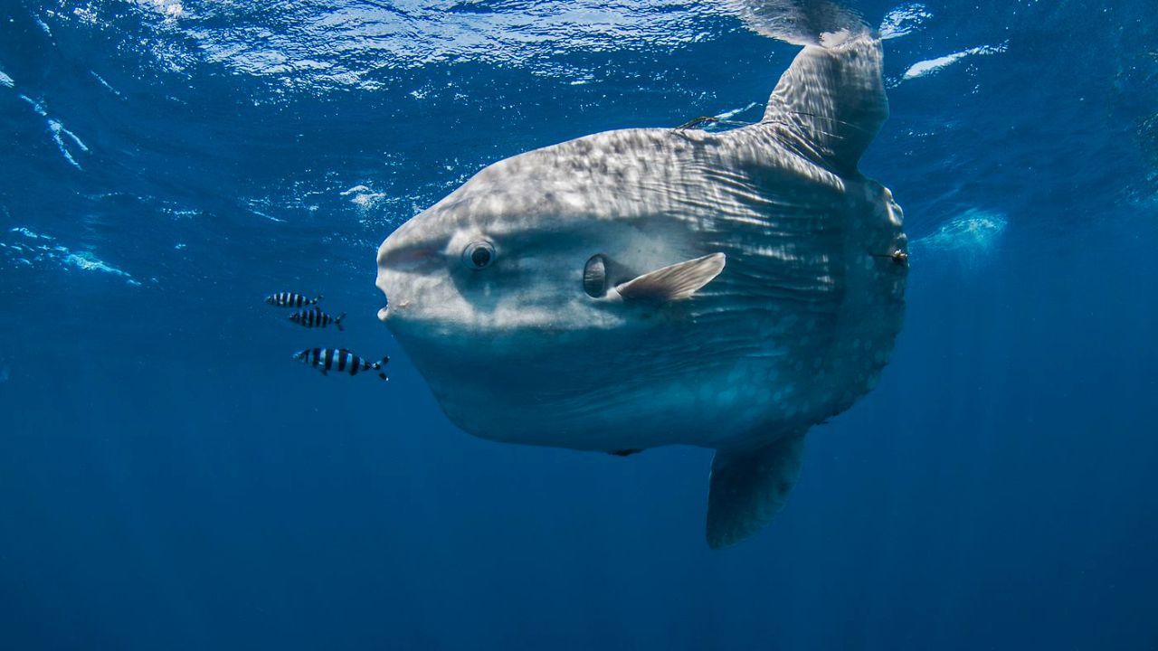 Peixe-lua - Qual o animal mais raro da natureza